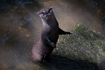 Asian Short-Clawed Otter