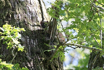 Stoat