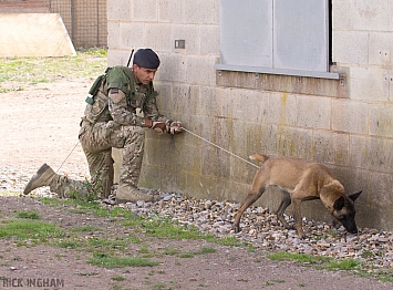 British Army Sniffer Dog