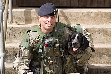Quinn - British Army Sniffer Dog