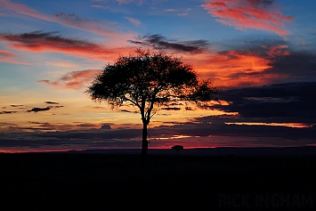 Acacia Tree Sunset