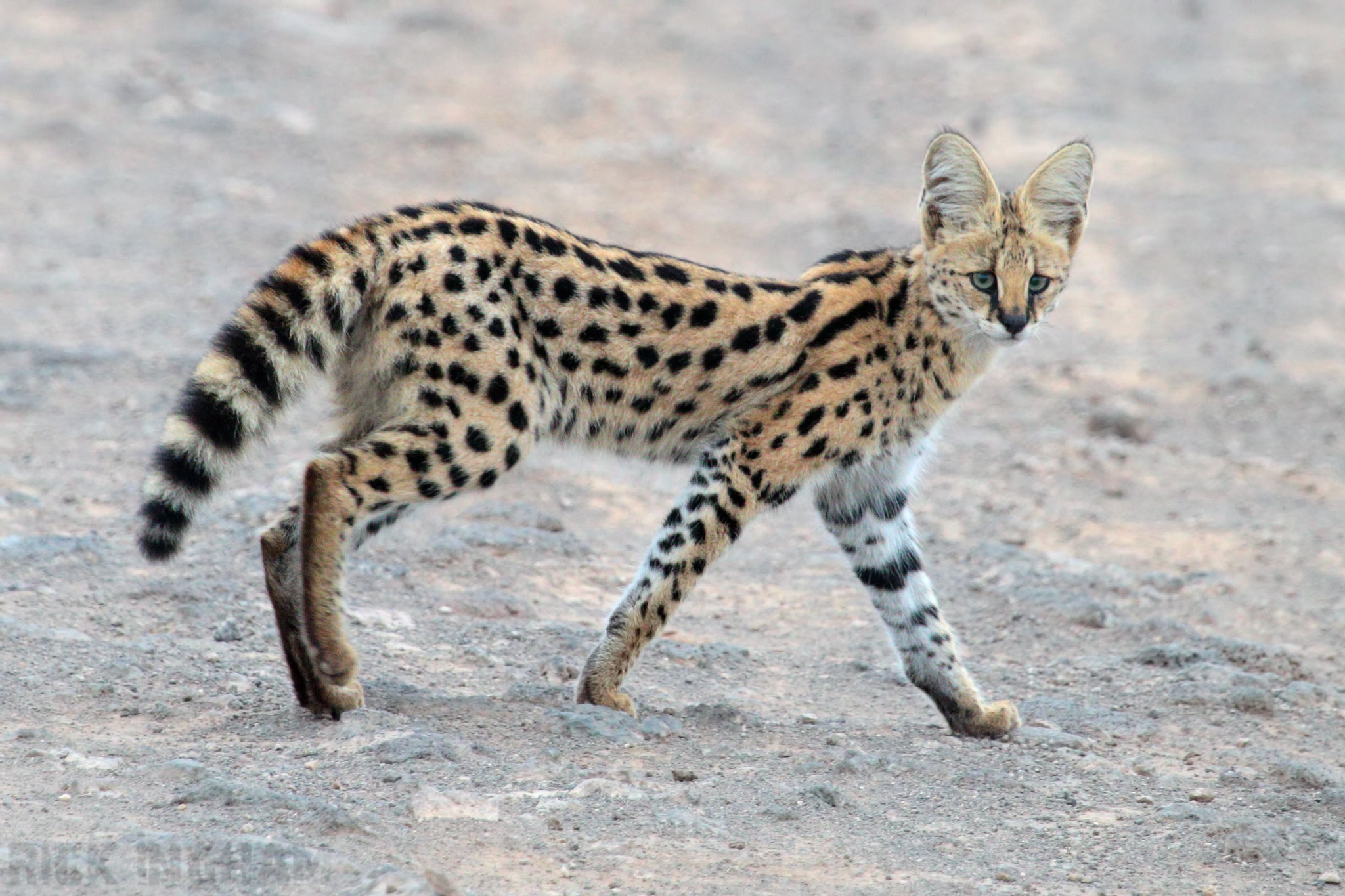 Wild Serval