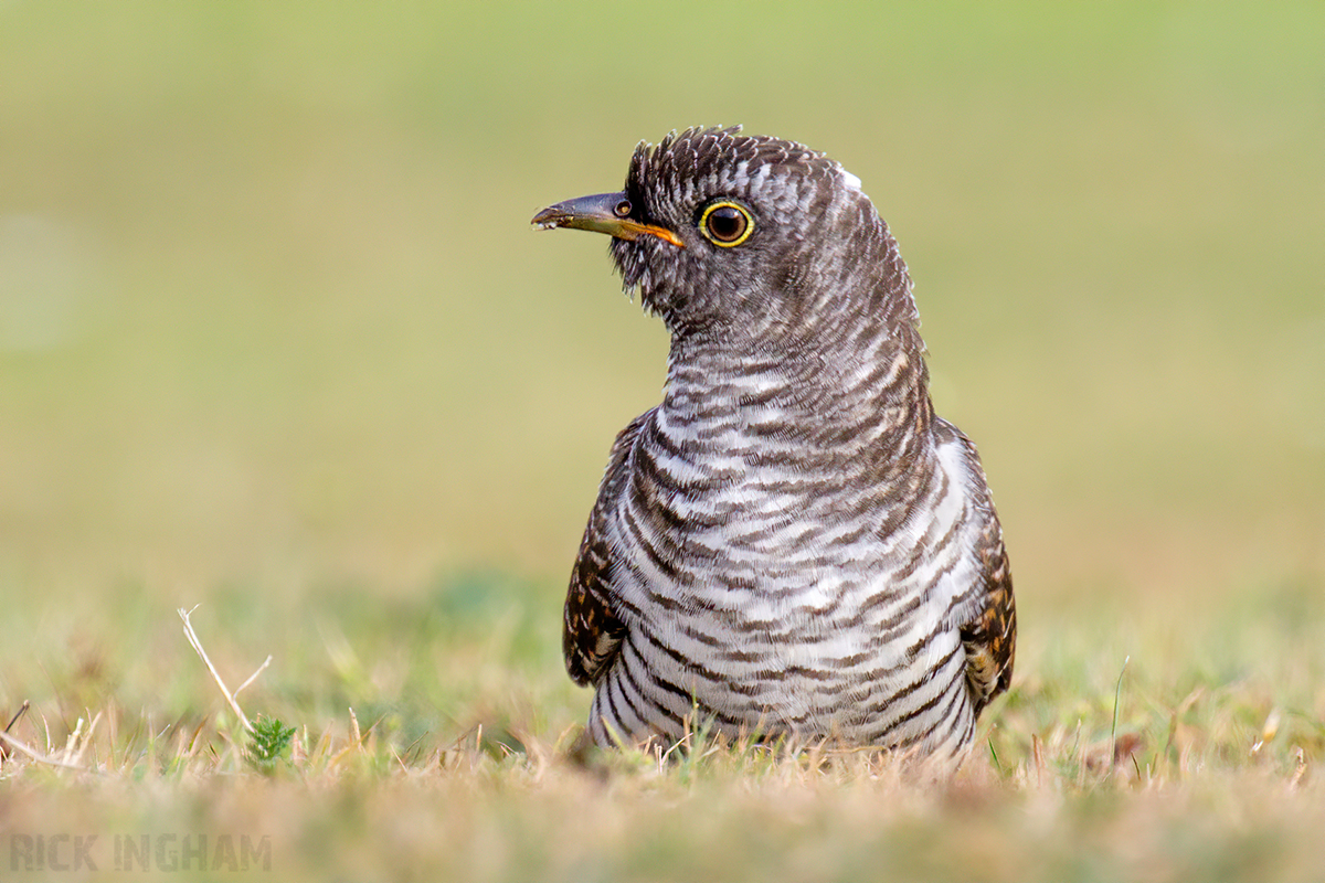 Juvenilee Cuckoo