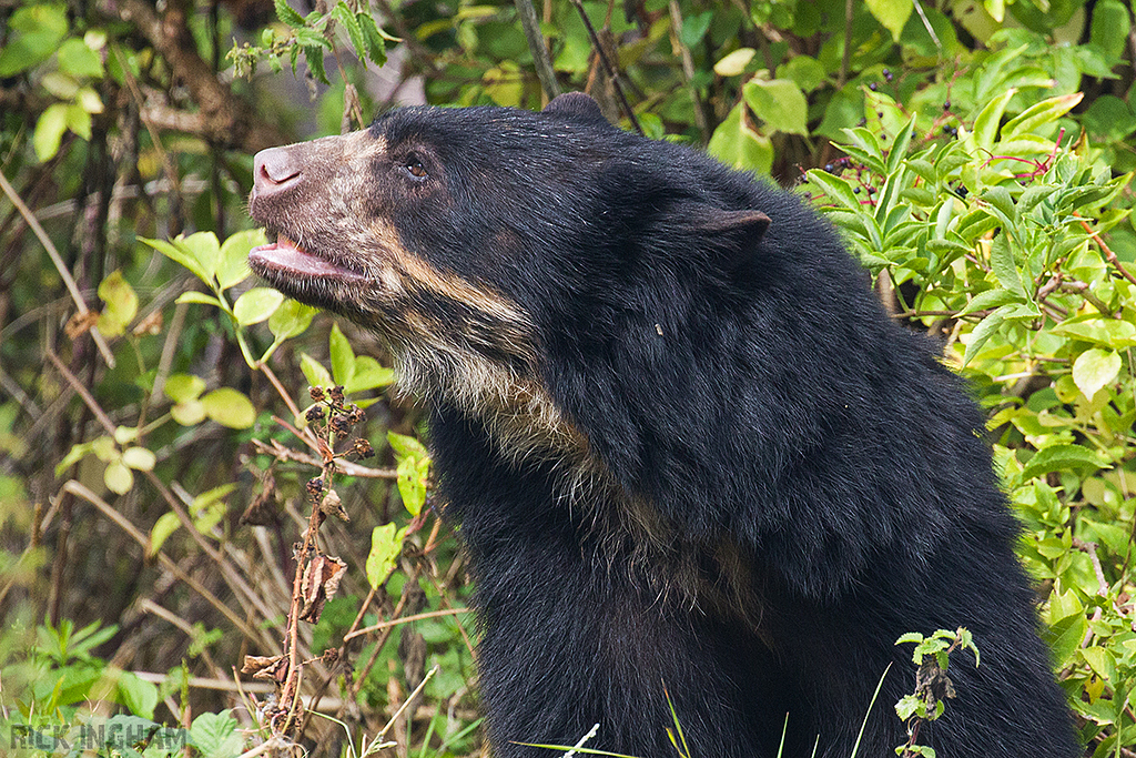 Andean Bear