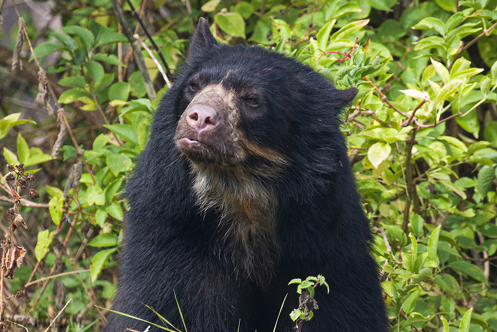 Andean Bear