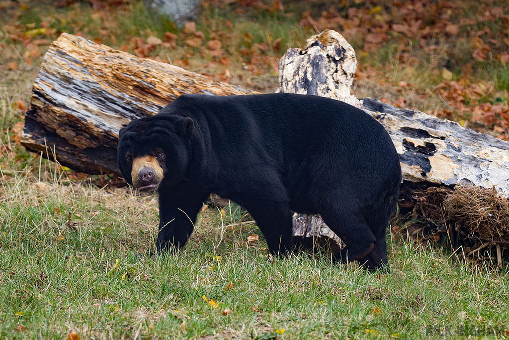 Malayan Sun Bear