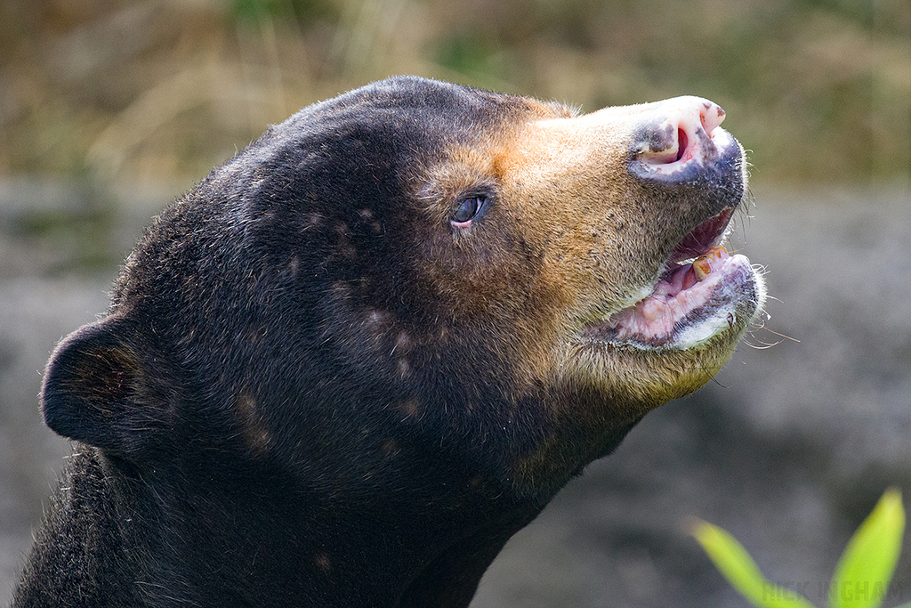 Malayan Sun Bear