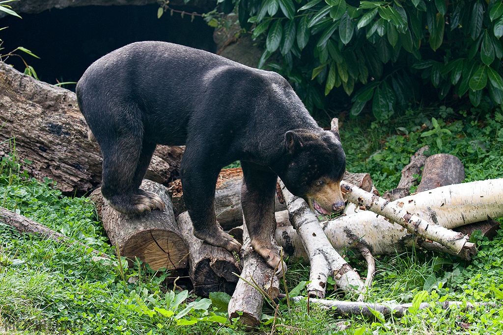 Malayan Sun Bear