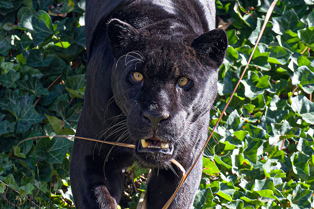 Black Jaguar