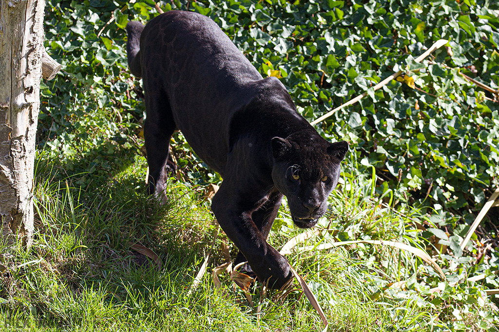 Black Jaguar