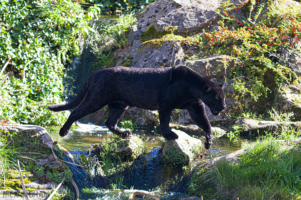 Black Jaguar