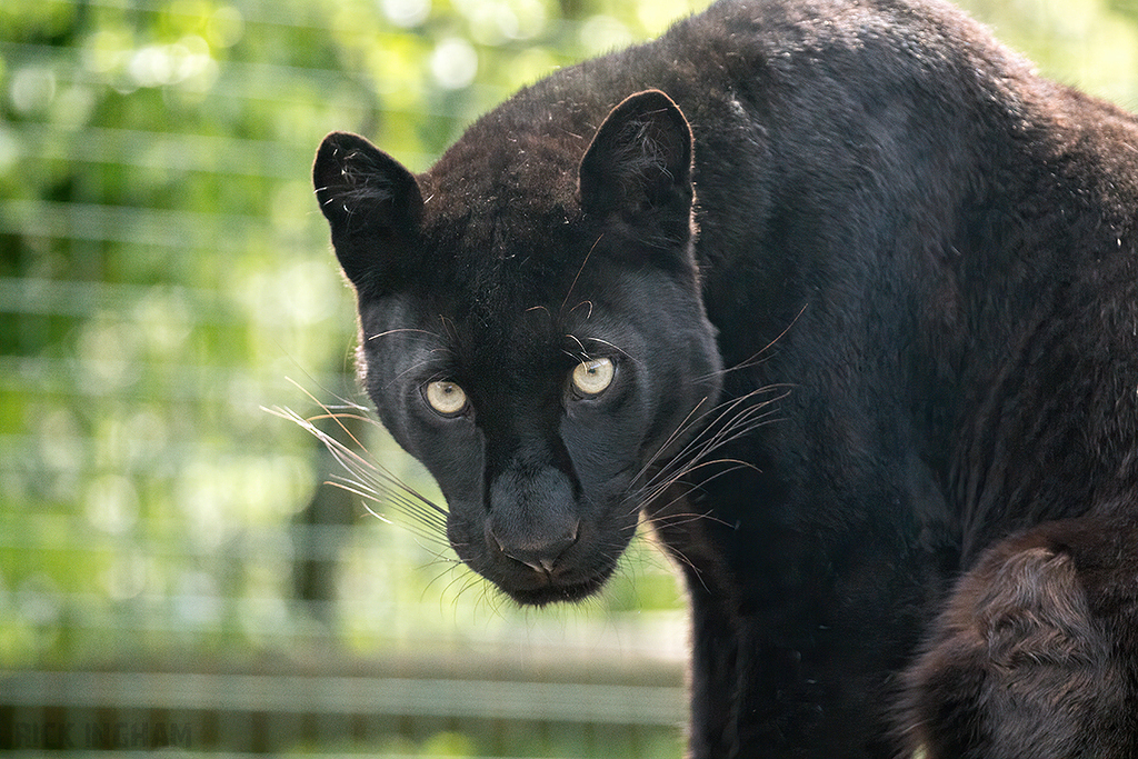 Black Leopard