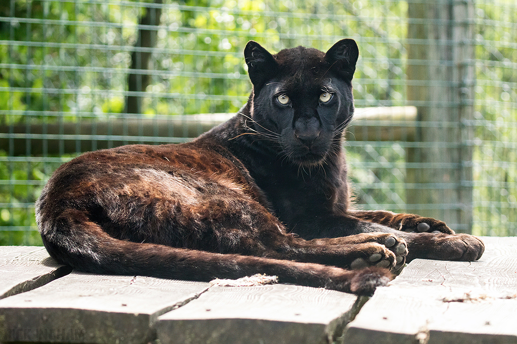 Black Leopard