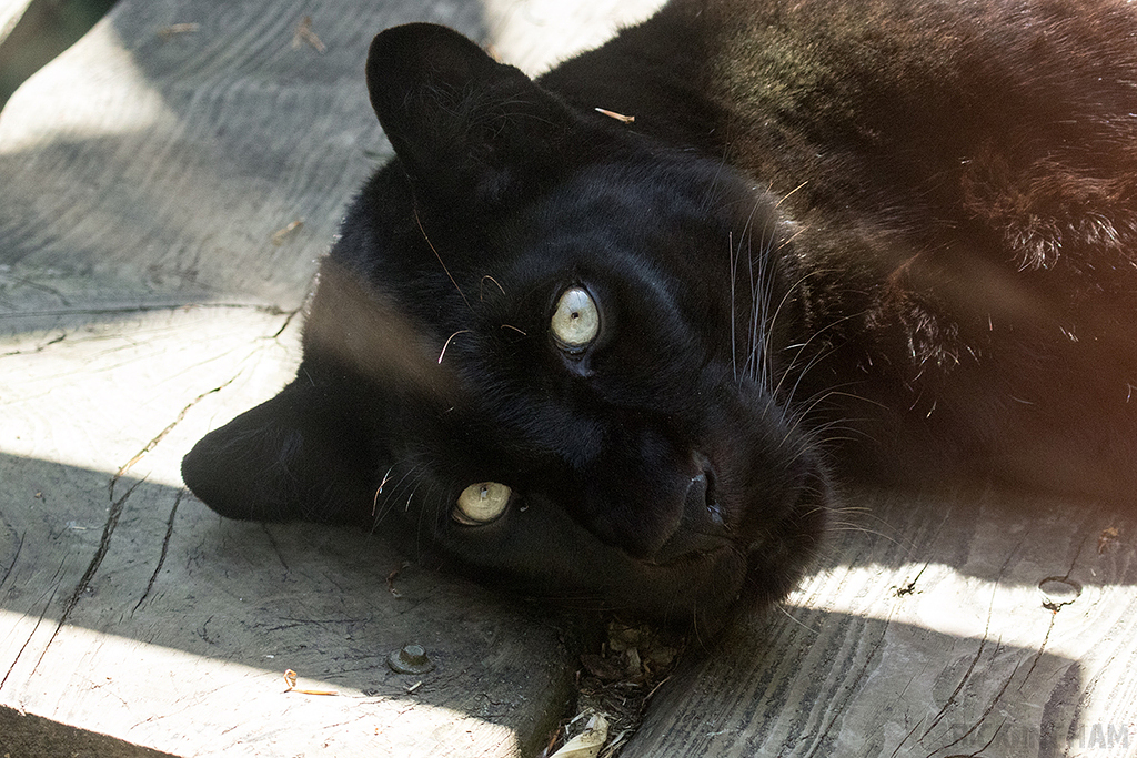 Black Leopard