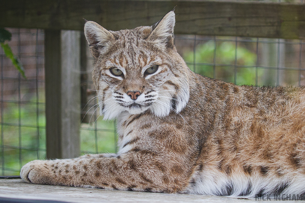 Bobcat