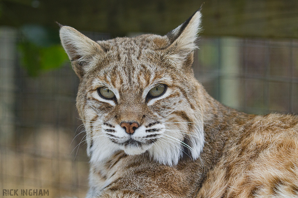 Bobcat