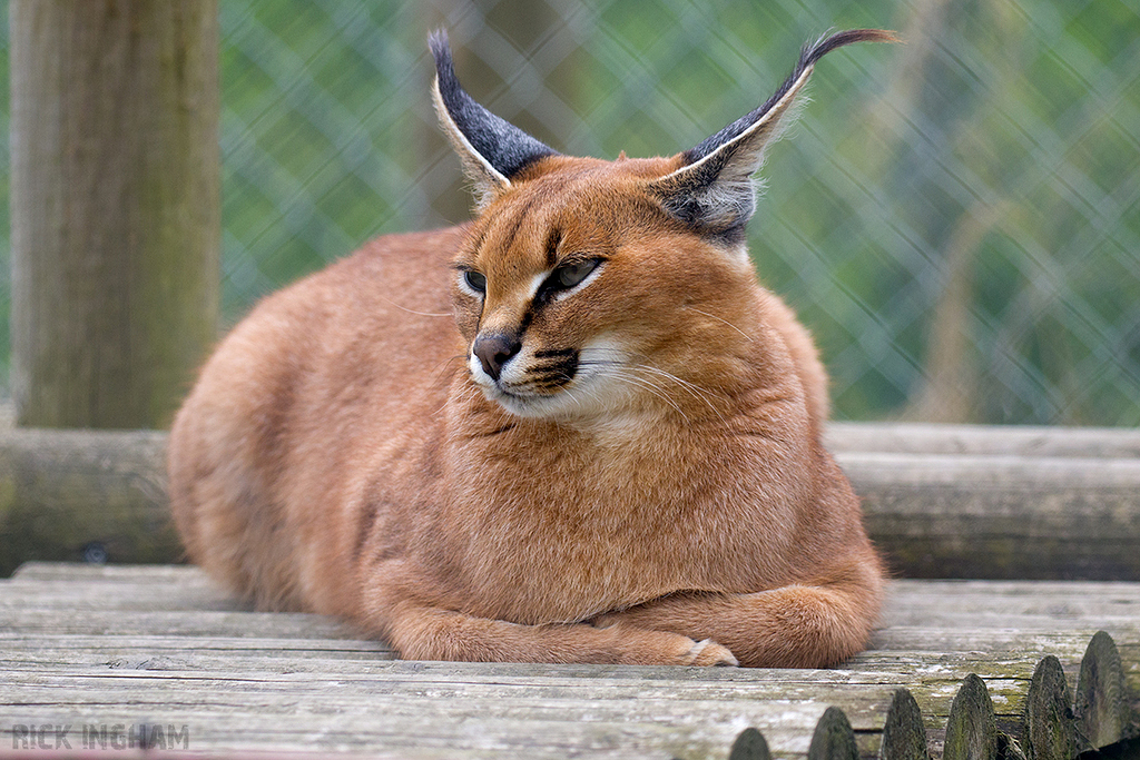 Caracal