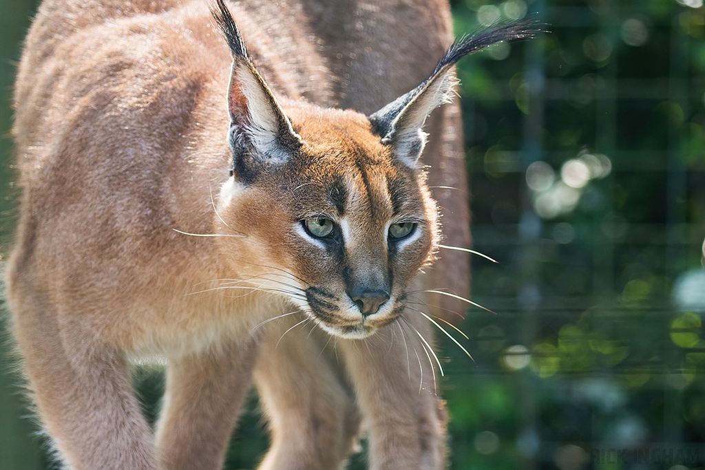 Caracal