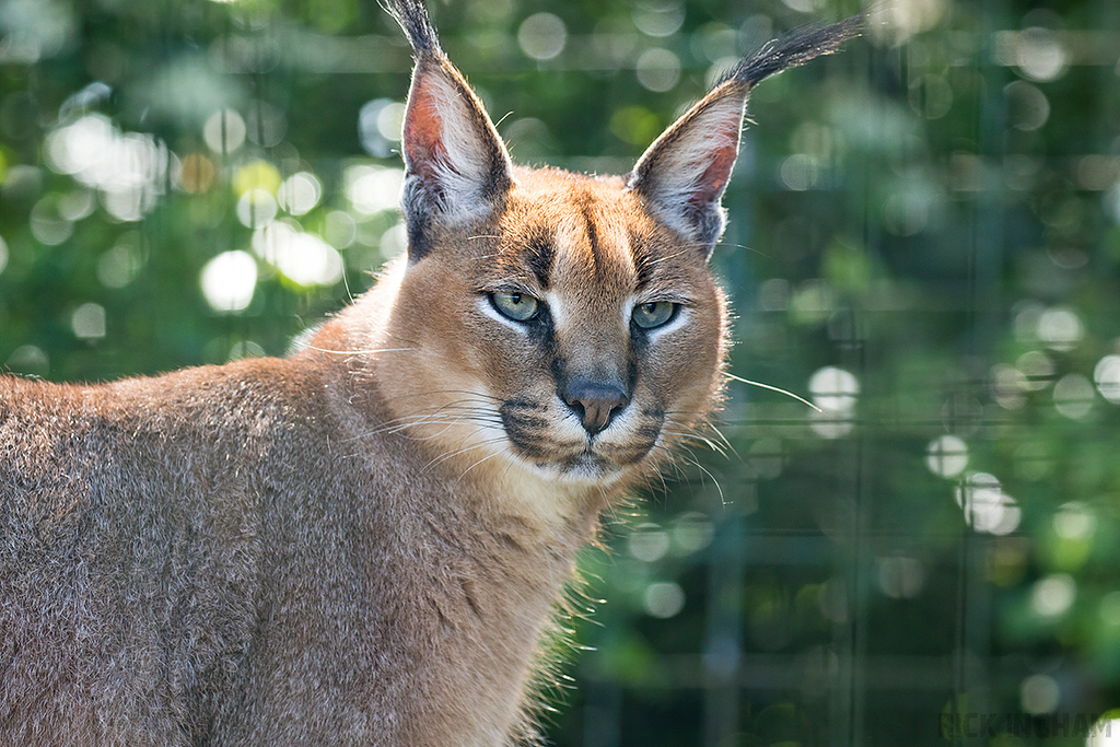 Caracal