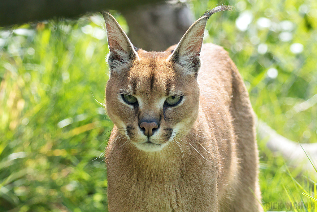 Caracal