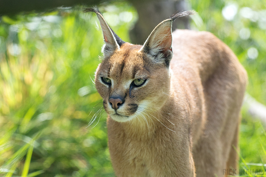 Caracal