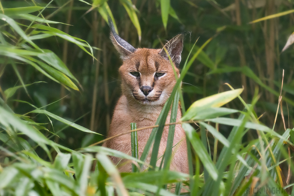 Caracal