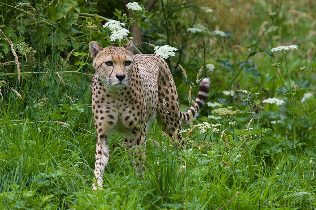 South African Cheetah | Male