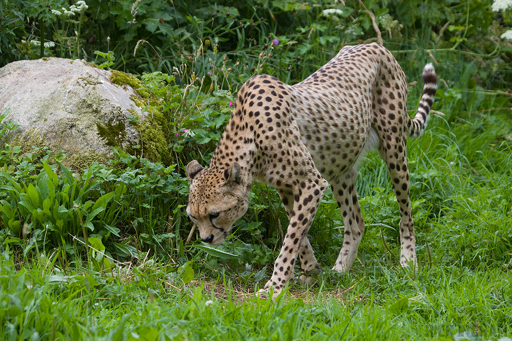 South African Cheetah | Male