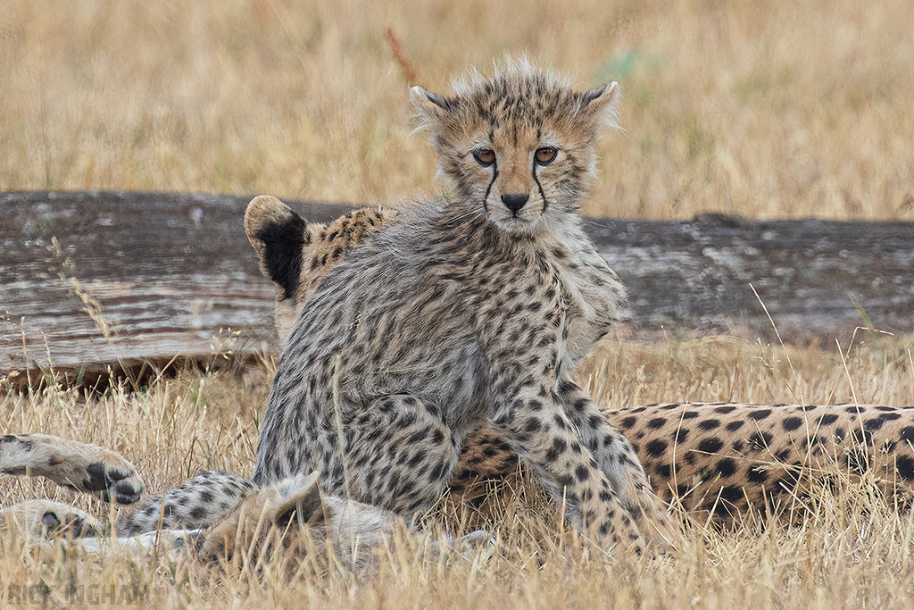 Cheetah | Cub