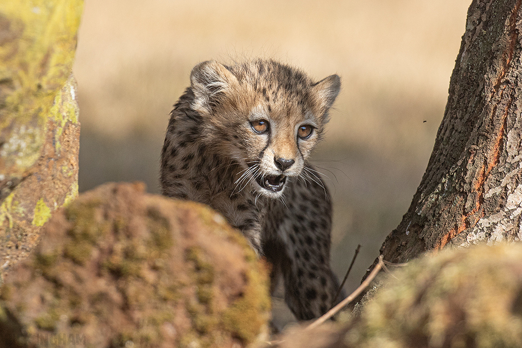 Cheetah | Cub