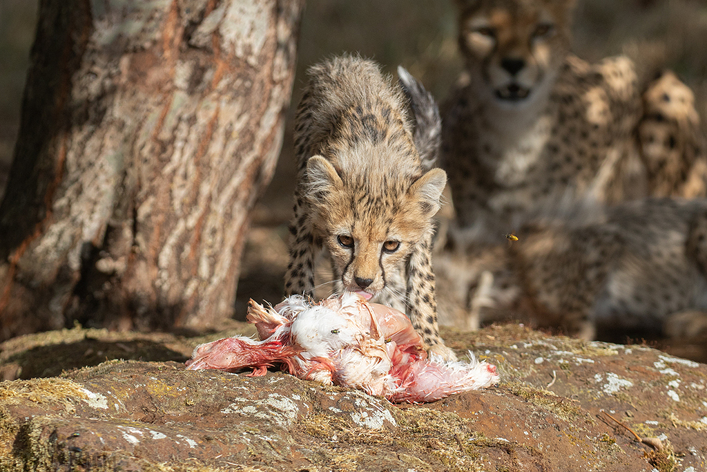 Cheetah | Cub