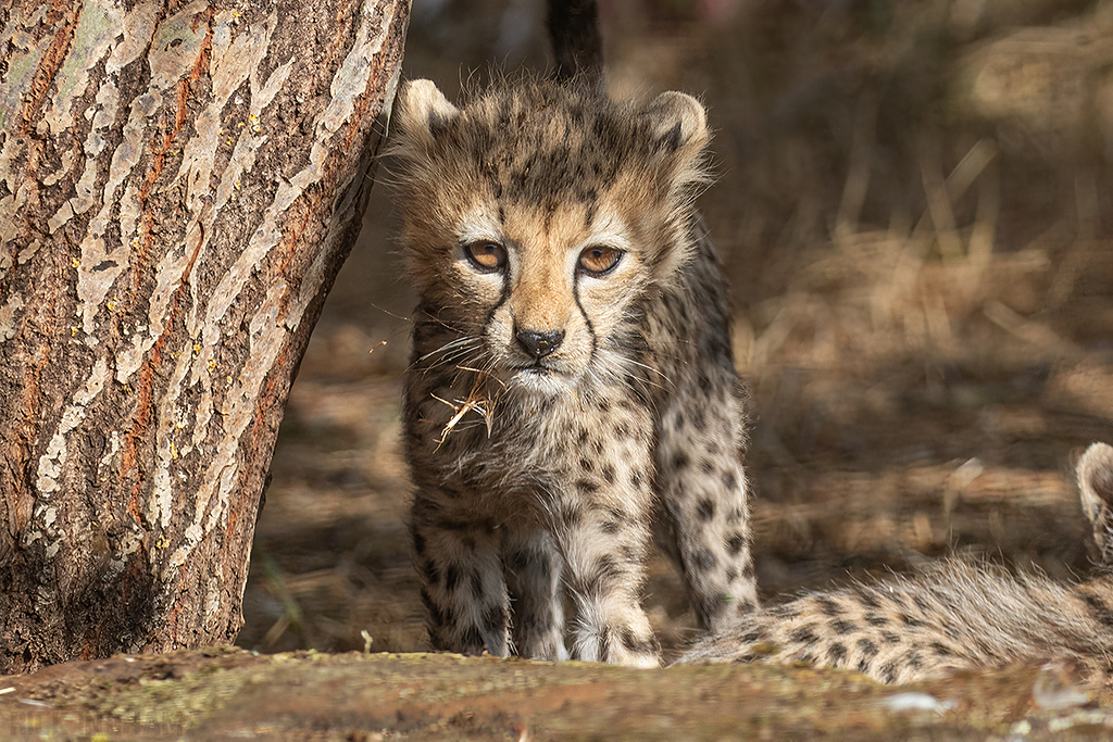Cheetah | Cub