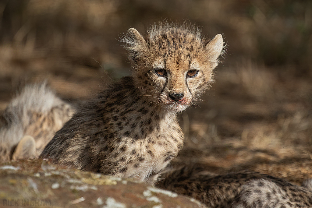 Cheetah | Cub