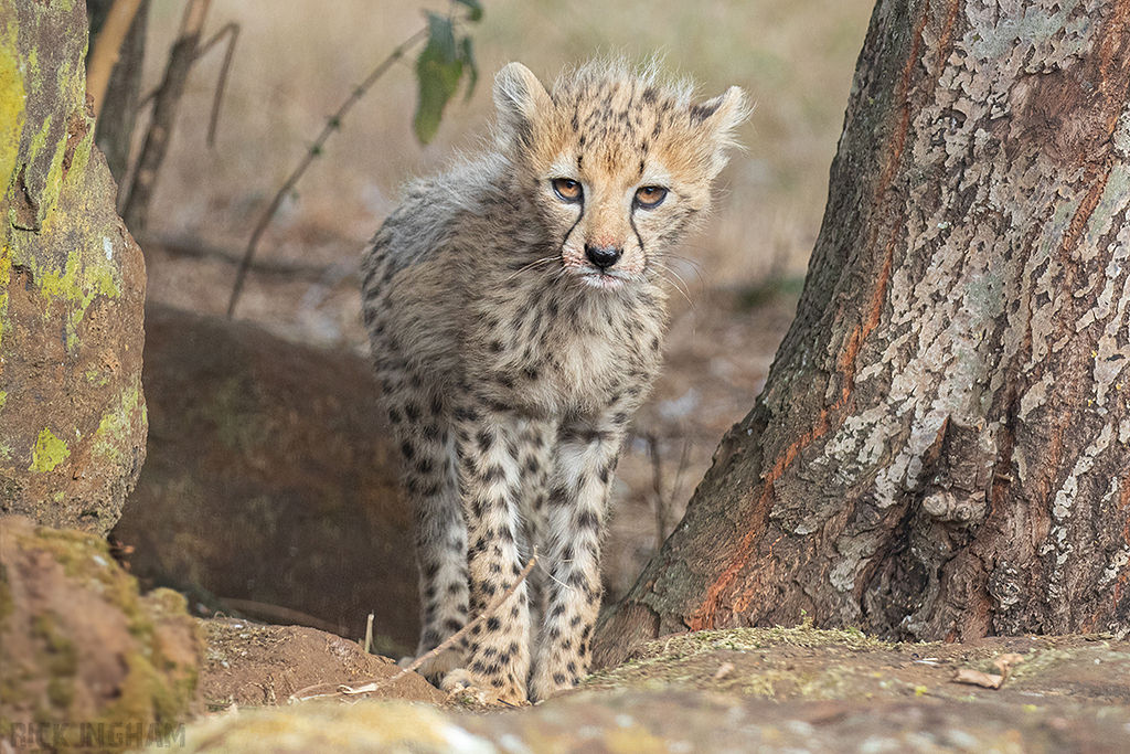 Cheetah | Cub