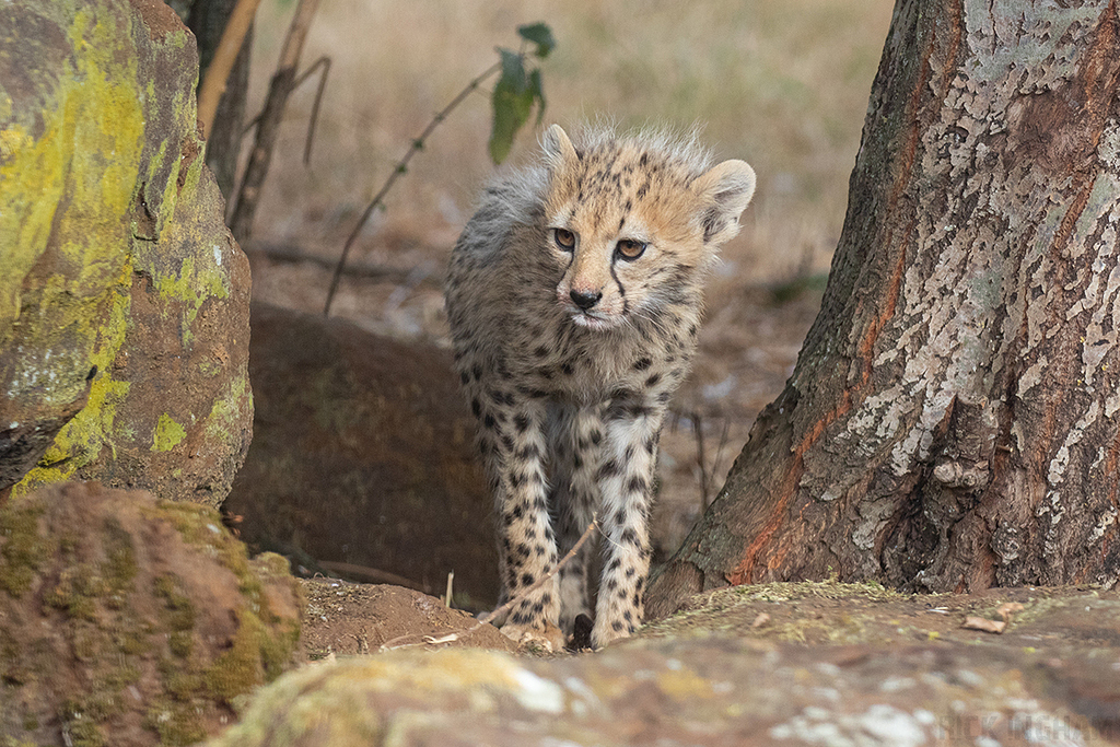 Cheetah | Cub