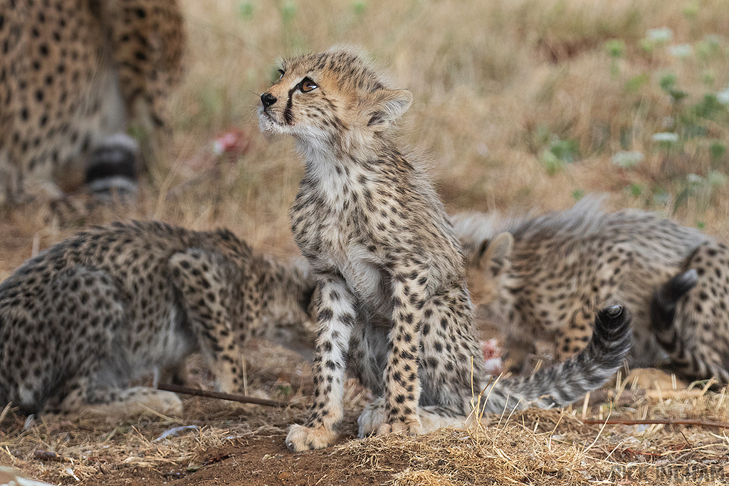 Cheetah | Cub