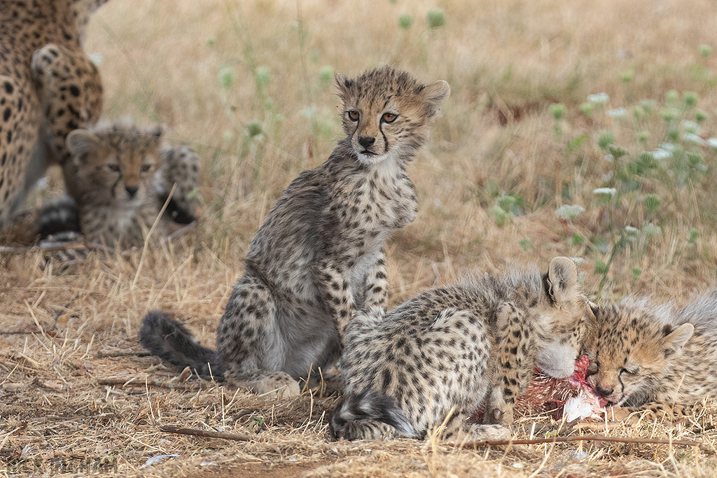 Cheetah | Cub
