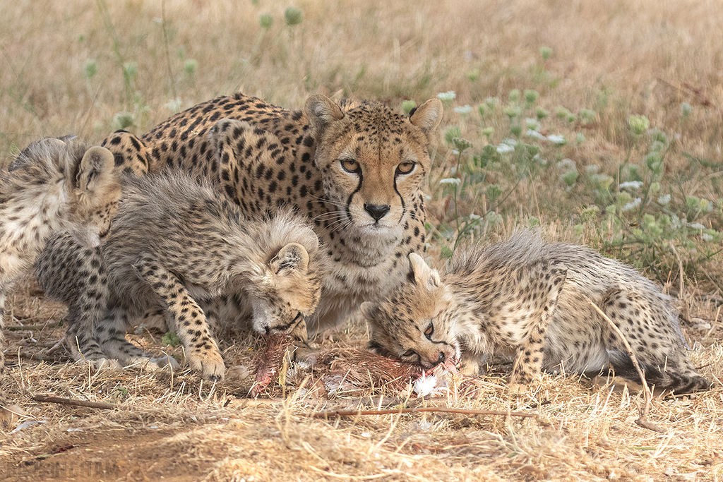 Cheetah | Cub