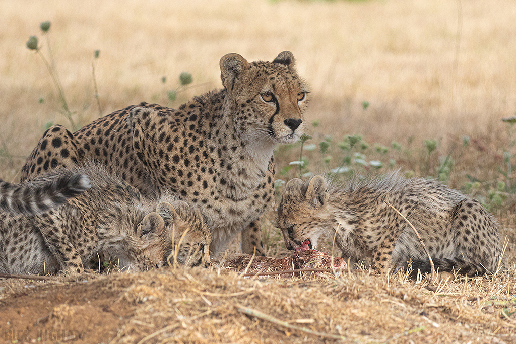 Cheetah | Cub