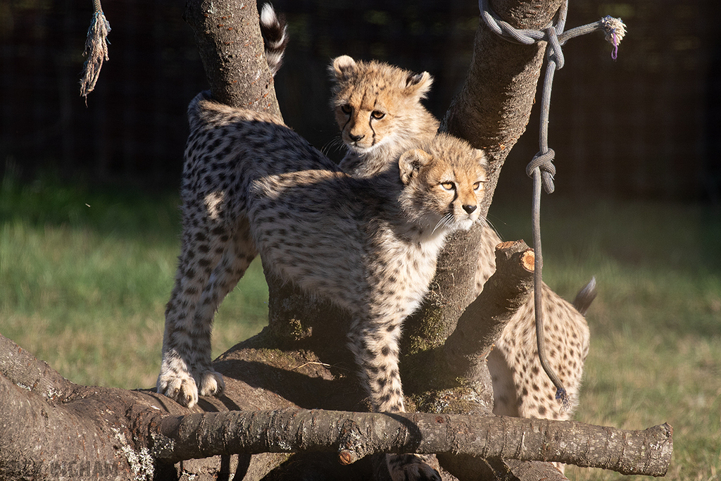 Cheetah | Cub