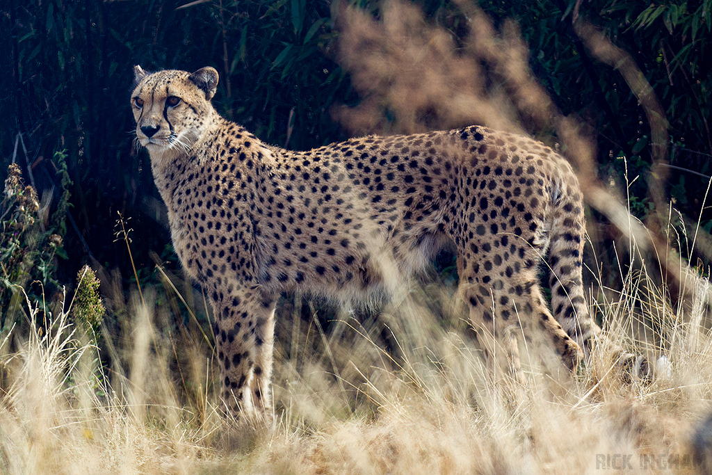 Cheetah