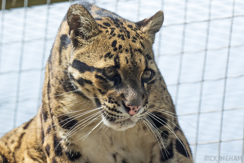 Clouded Leopard