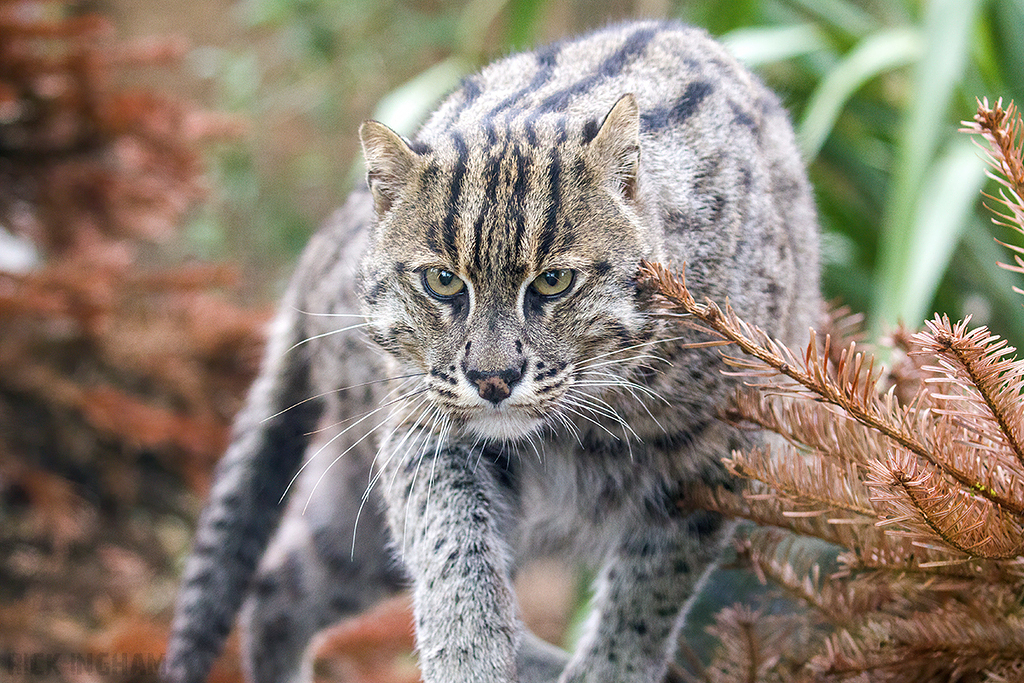 Fishing Cat