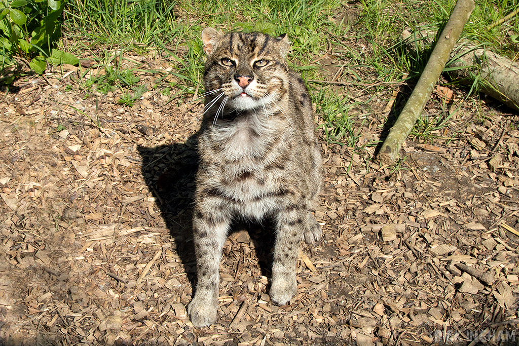 Fishing Cat