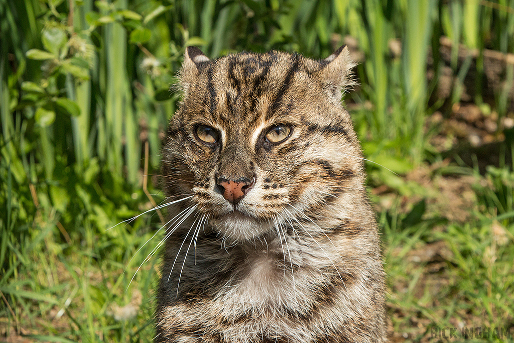 Fishing Cat