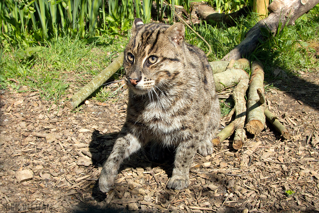 Fishing Cat