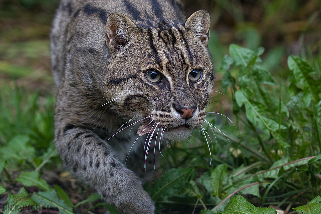 Fishing Cat