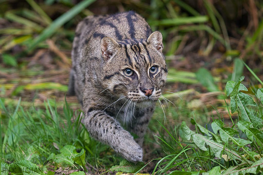 Fishing Cat
