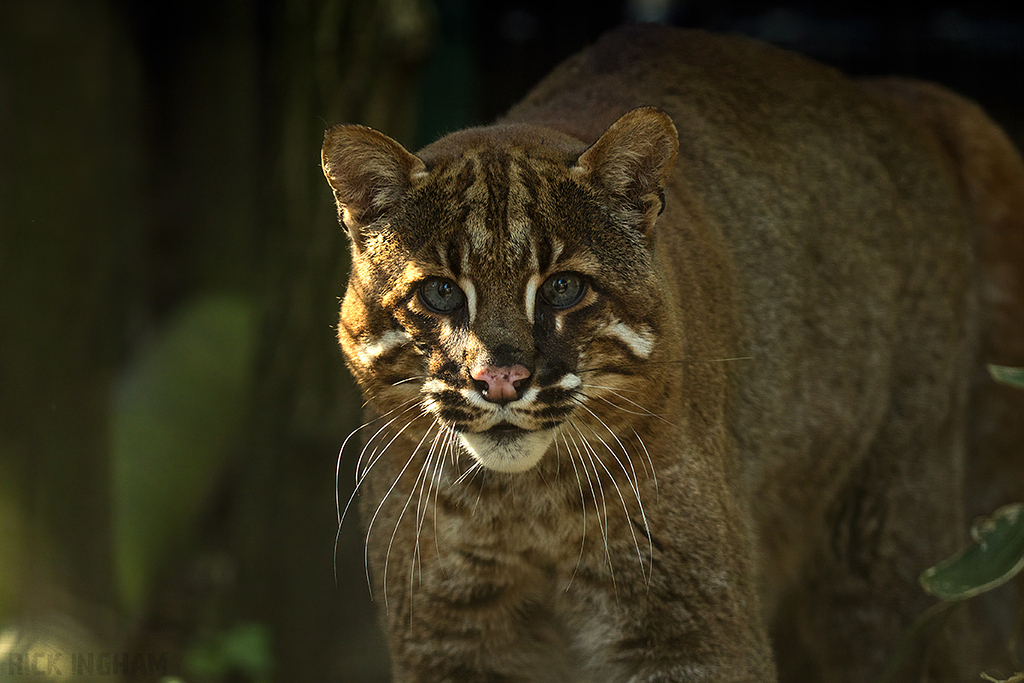 Asian Golden Cat