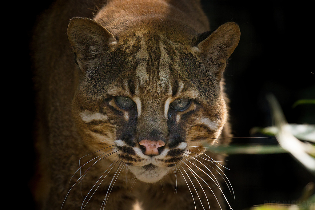 Asian Golden Cat